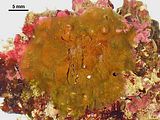 Lobophora variegata3